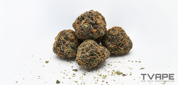 Variedad de marihuana Cookies: una vista de cerca