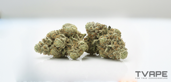Variedad de marihuana Haze: una vista de cerca