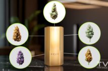Guía para Principiantes sobre Cepas de Marihuana: Tipos, Familias y Cómo Elegir la Correcta